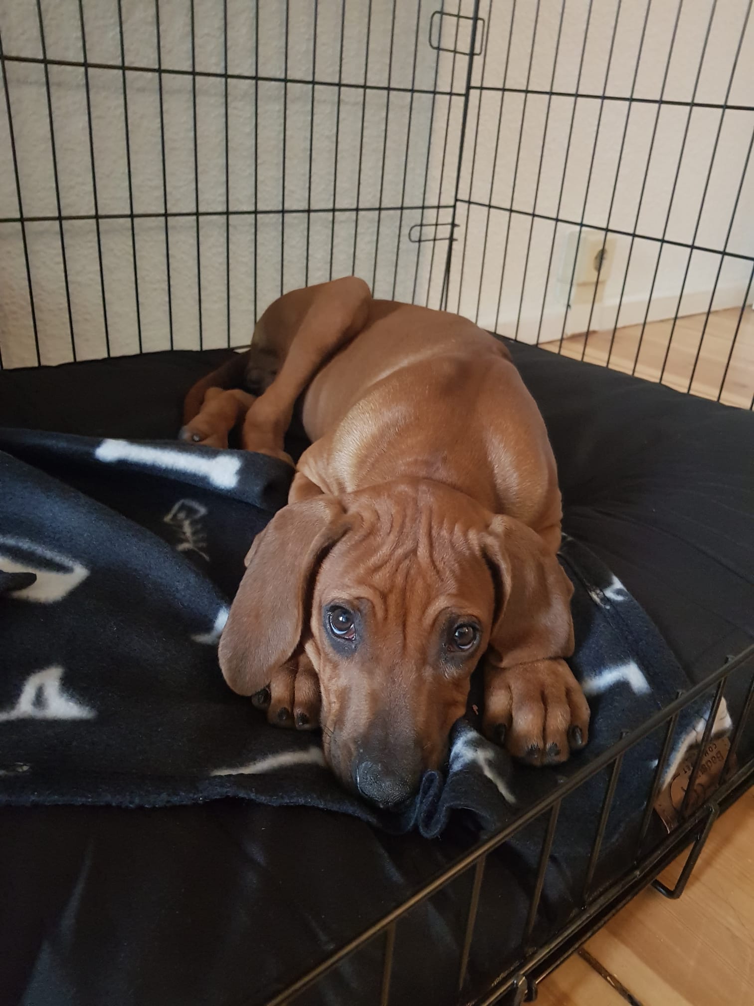 Kayra settled in her crate