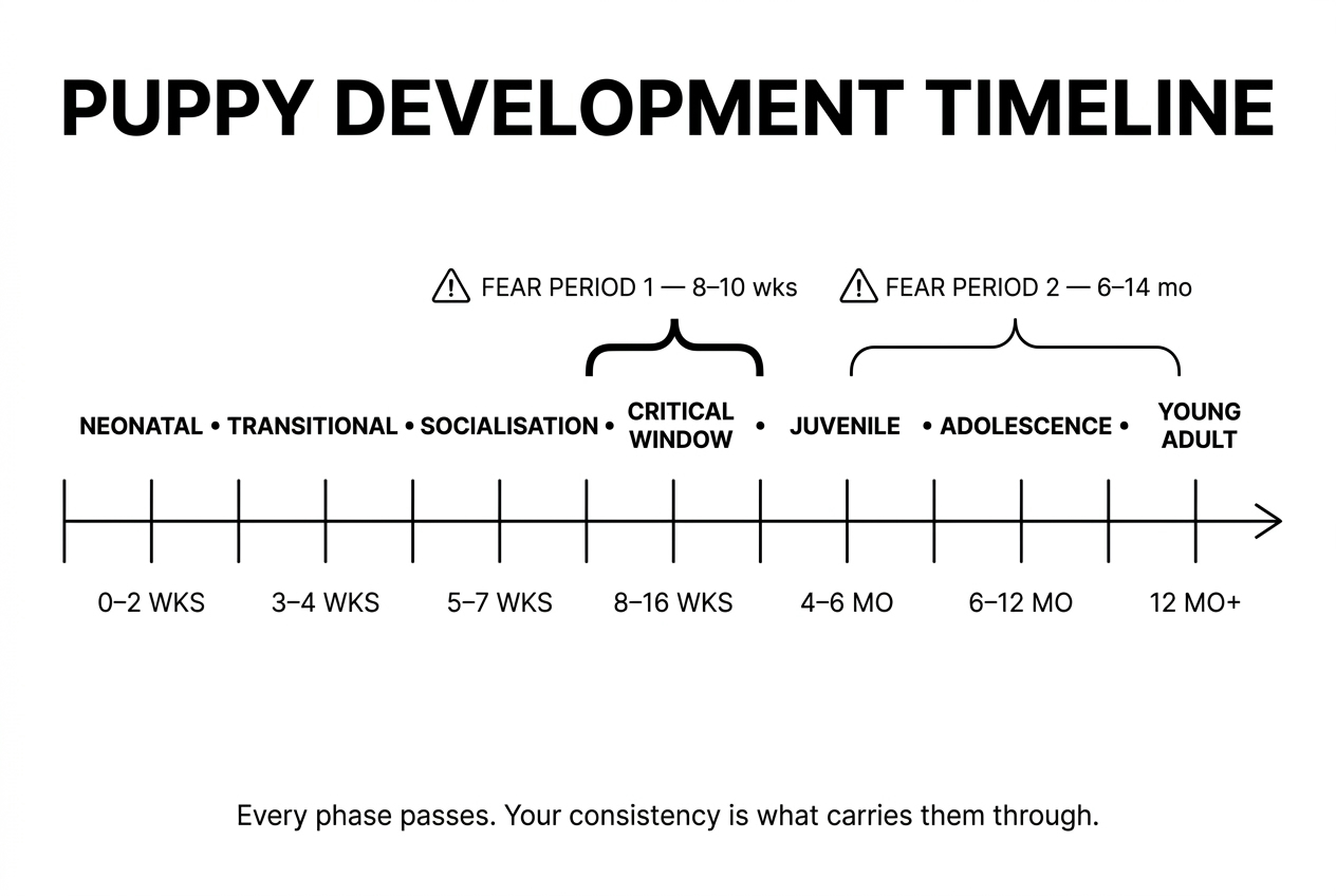 Puppy Development Timeline